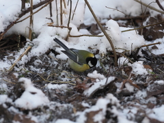 Parus major