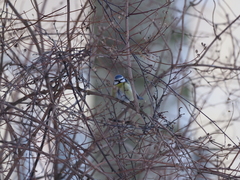 Cyanistes caeruleus