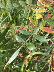 Rhus copallina image