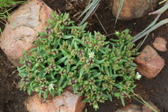 Delosperma gautengense
