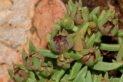 Delosperma gautengense