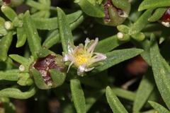 Delosperma gautengense