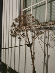 Heracleum mantegazzianum