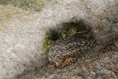 Troglodytes troglodytes