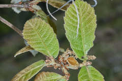 Quercus peduncularis