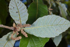 Quercus peduncularis