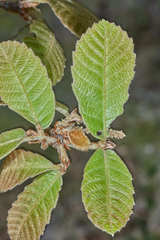 Quercus peduncularis