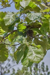 Quercus peduncularis