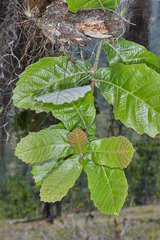 Quercus peduncularis