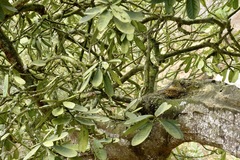 Capparidastrum petiolare
