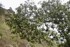 Capparidastrum petiolare