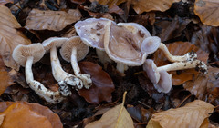 Cortinarius croceocoeruleus