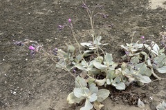Cistanthe paniculata