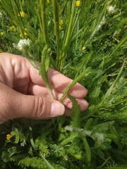 Achillea setacea