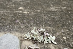 Cistanthe paniculata