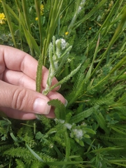 Achillea setacea