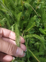 Achillea setacea