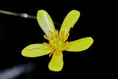 Ranunculus pilosus