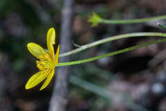 Ranunculus pilosus