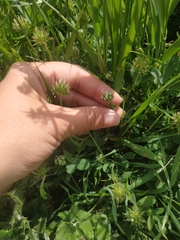 Trifolium hirtum