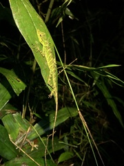 Anolis fitchi