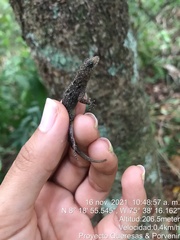 Gonatodes albogularis