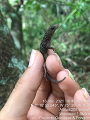 Gonatodes albogularis