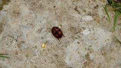 Botanochara angulata