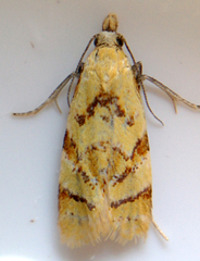 Phtheochroa vitellinana