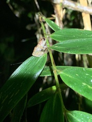 Pristimantis altamazonicus