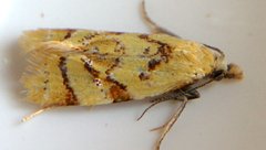 Phtheochroa vitellinana