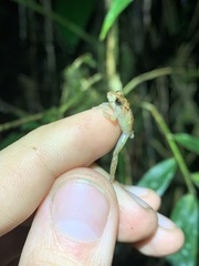 Pristimantis altamazonicus