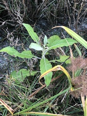 Pluchea carolinensis