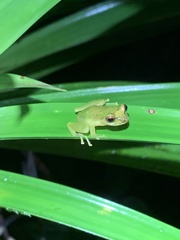 Pristimantis petersioides