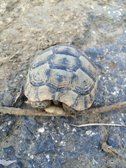 Testudo graeca ibera