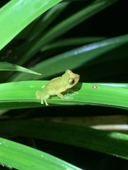 Pristimantis petersioides