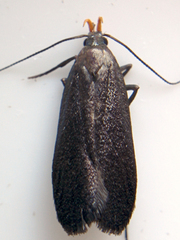 Dichomeris purpureofusca