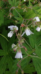 Geranium albiflorum