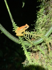 Pristimantis petersioides
