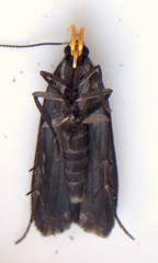 Dichomeris purpureofusca