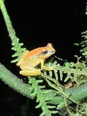 Pristimantis petersioides