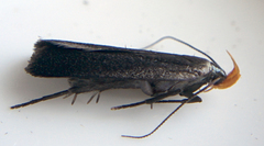 Dichomeris purpureofusca