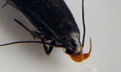 Dichomeris purpureofusca