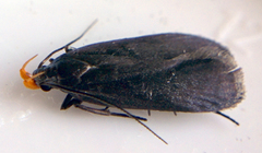 Dichomeris purpureofusca