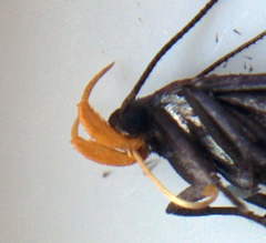 Dichomeris purpureofusca