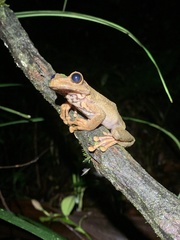 Osteocephalus verruciger