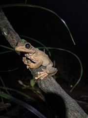 Osteocephalus verruciger