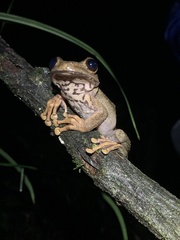 Osteocephalus verruciger