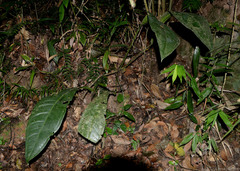 Anthurium urvilleanum