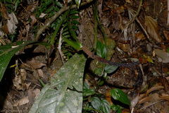 Anthurium urvilleanum